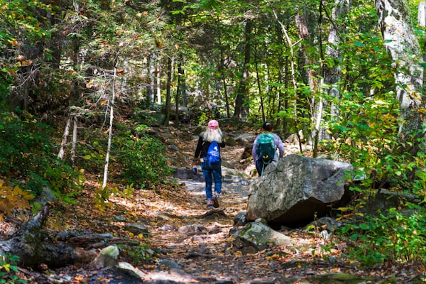 Scenic hiking trail through a forest